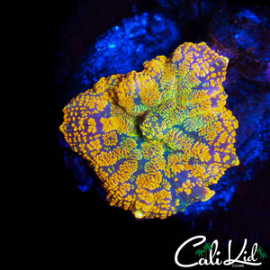 BEAUTIFUL RAINBOW RHODACTIS