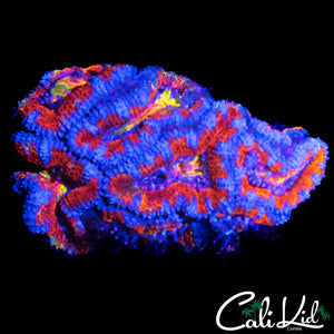 INSANE RAINBOW ACAN MINI COLONY