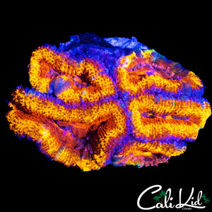 FLAME RING ACAN MINI COLONY