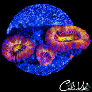 SWEET TART ACAN TRIPLE