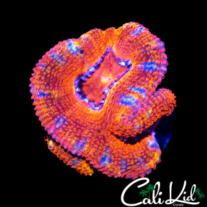 RAINBOW SKIRT ACAN TRIPLE
