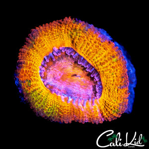 CK GUMMI BEAR ACAN