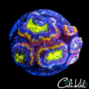 BEN'S PRIVATE COLLECTION UNRELEASED ACAN MINI COLONY