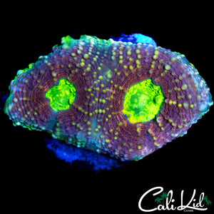 ULTRA RAINBOW ECHINATA