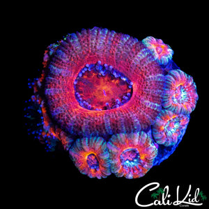 SILVER BULLET ACAN MINI COLONY