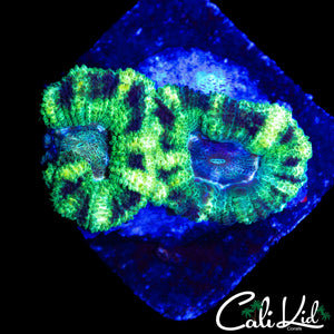 BLACK OUT ACAN DOUBLE