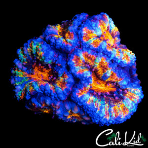 CK UNRELEASED ACAN MINI COLONY