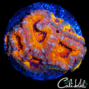 ULTRA RAINBOW ACAN MINI COLONY
