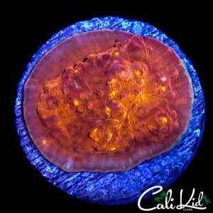 YELLOW EYE CHALICE