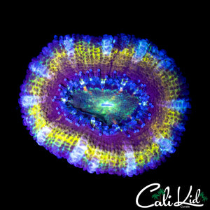 STUNNING RAINBOW ACAN LORD