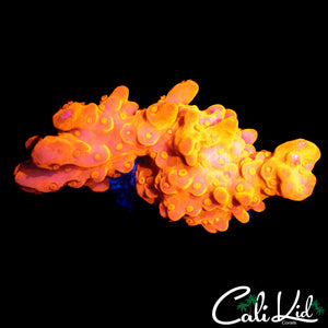 CK FLAMIN SETOSA