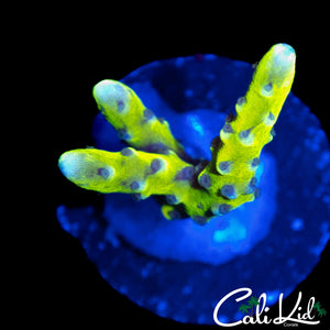 RRC GRAFTED GOLDEN ROD ANACROPORA
