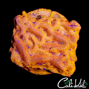 CREAMSICLE LEPTOSERIS