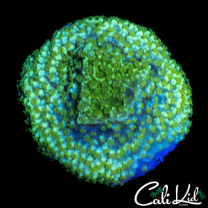 TYREE NEON GREEN MONTI