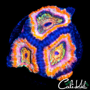 SUPER RARE ASIAN ACAN QUAD