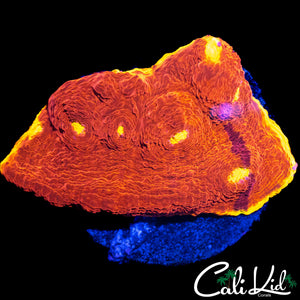 RAINBOW RIM CHALICE CHUNK