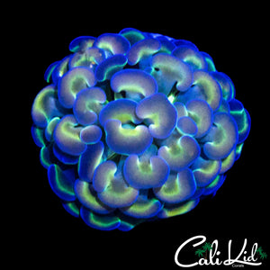 PASTEL HOLOGRAM TYPE HAMMER