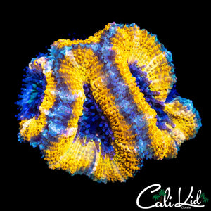 SIC TRUE YELLOW ACAN QUAD