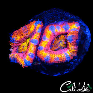 PATCHWORK TYPE ACAN DOUBLE