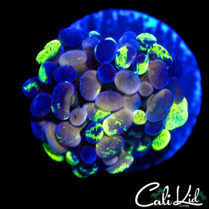 INSANE RAINBOW SPLATTER BRANCHING HAMMER
