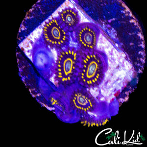 OG PURPLE HORNETS MINI COLONY