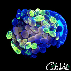 INSANE RAINBOW SPLATTER BRANCHING HAMMER