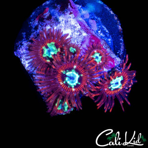 CK SPOTIFY ZOA MINI COLONY