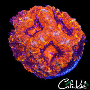 RAINBOW SLICE ACAN COLONY