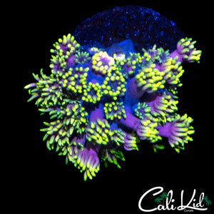 STUNNING PINK TENTACLE GONI