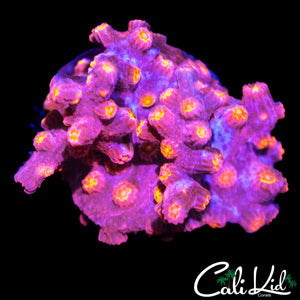 CK BRANCHING CYPHASTREA