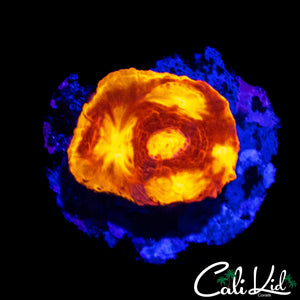 BUG EYE RAINBOW CHALICE FRAG