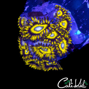 BULLS EYE ZOA MINI COLONY