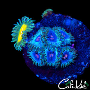 ASSORTED ZOA MINI COLONY