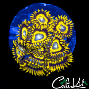 BULLS EYE ZOA MINI COLONY