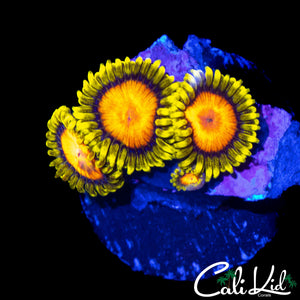 CK BLAZIN CAJUN ZOA QUAD