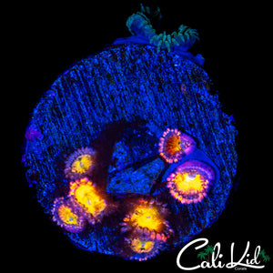 ASSORTED ZOA MINI COLONY