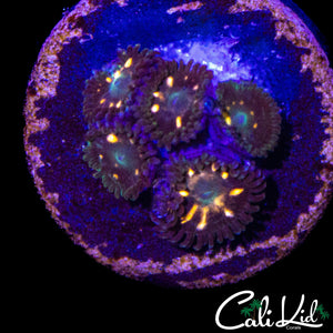 MYSTERY ZOAS