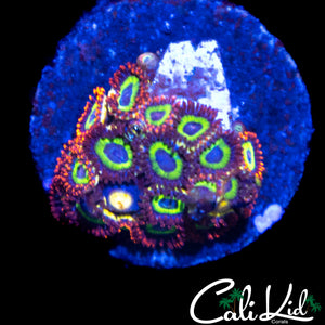 FRUIT LOOPS ZOA MINI COLONY