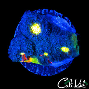 RARE BLUE BASE RAINBOW CHALICE