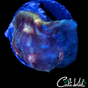 ALIEN EYE CHALICE