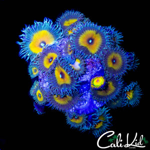 ASSORTED ZOA COLONY