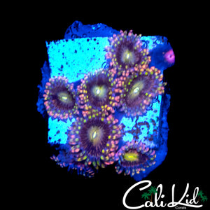 CK ANTI MATTER ZOA MINI COLONY