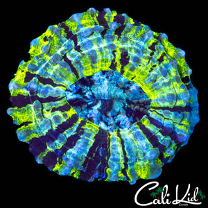 BEAUTIFUL PINWHEEL ACANTHO