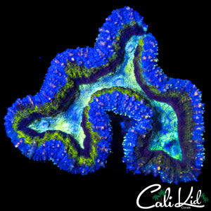 RAINBOW RIM SYMPHYLLIA