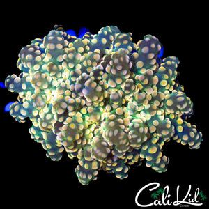 AMAZING RAINBOW BRANCHING OCTOSPAWN