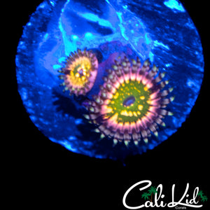CK MONSTERS INC ZOA DOUBLE
