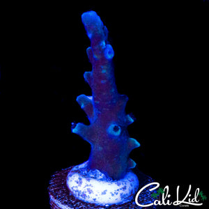 OREGON TORT ACRO