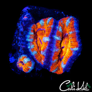 ULTRA RAINBOW ACAN TRIPLE