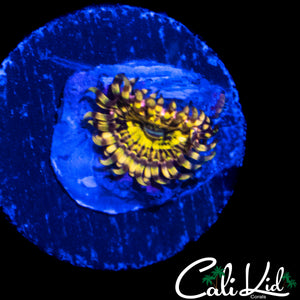 MYSTERY ZOA