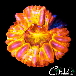 REHABED RAINBOW CYNARINA